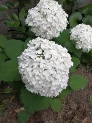 ひよこの画像