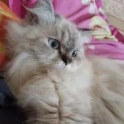 アティン