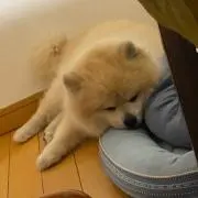 パンダ