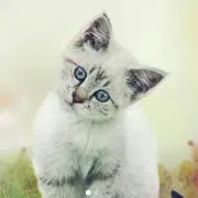 しろみ♪