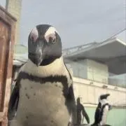 たるとの画像