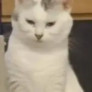 ぶやん