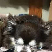 Chokorinの画像