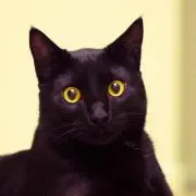 仔猫