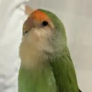 ノハの画像