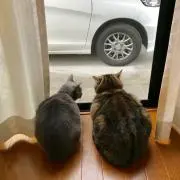 MuRocoの画像