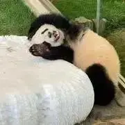 emaの画像