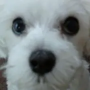 kuuの画像
