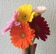 ささの画像