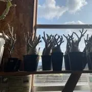 コストコ