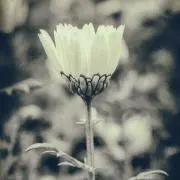 kiito