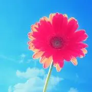 kinakoの画像