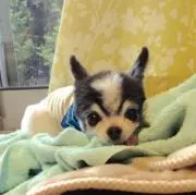 ちろさくの画像