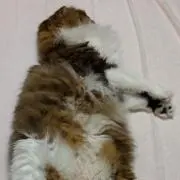 ゆうさくの画像
