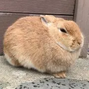 けたじろうの画像