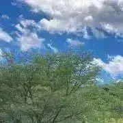 chaluluの画像