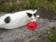 うずまきの画像