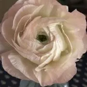 Sanaの画像