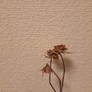 モチノキの画像