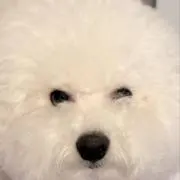 ぱやの画像