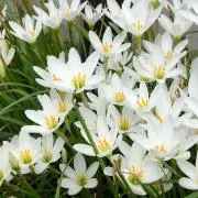 maru maruの画像