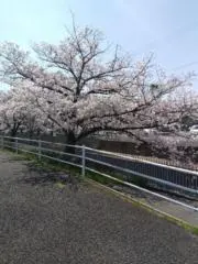 HANAの画像