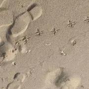 ぱ