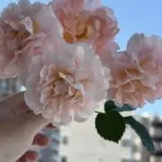 みの画像