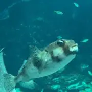 ぴょんの画像