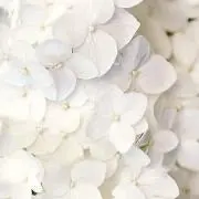 ❁ flower ❁の画像