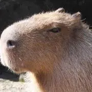 てるくん