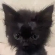 にゃんこの画像