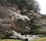 ピンクの画像