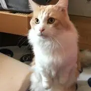 ねお