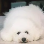 ちょるの画像