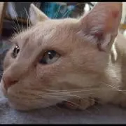 chacha