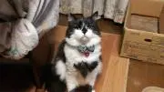 らんの画像