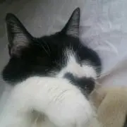 ガッツ姉