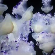 チロル☆の画像