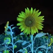たいようの画像