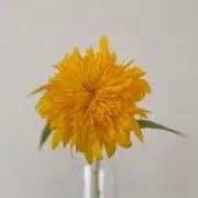 maronの画像