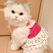 SoieSumikoの画像