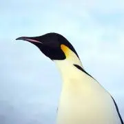 HANAの画像