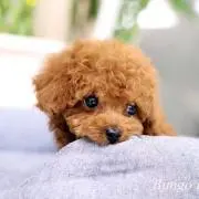 ふるふるの画像