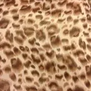 ぽんの画像