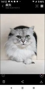 ★ライム★最安値31日まで！!の画像