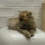 ドウデュースの画像
