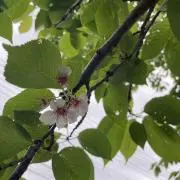 tenkaの画像