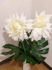 takoの画像