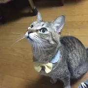ちびねこ ※プロフィール必読※の画像
